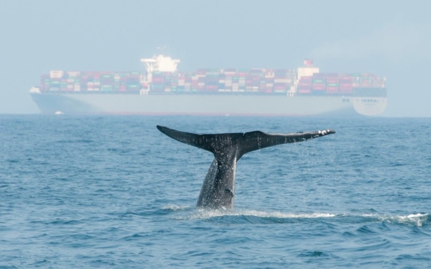 Researchers Paint a Global Picture of Whale-Ship Collision Risk